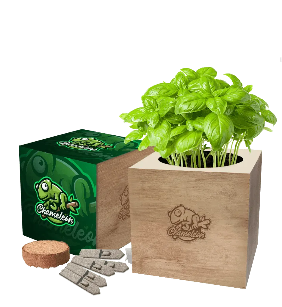 Desktop Cube Seed Gardens