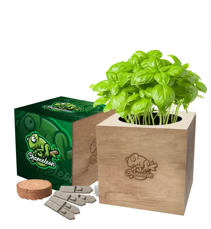Desktop Cube Seed Gardens