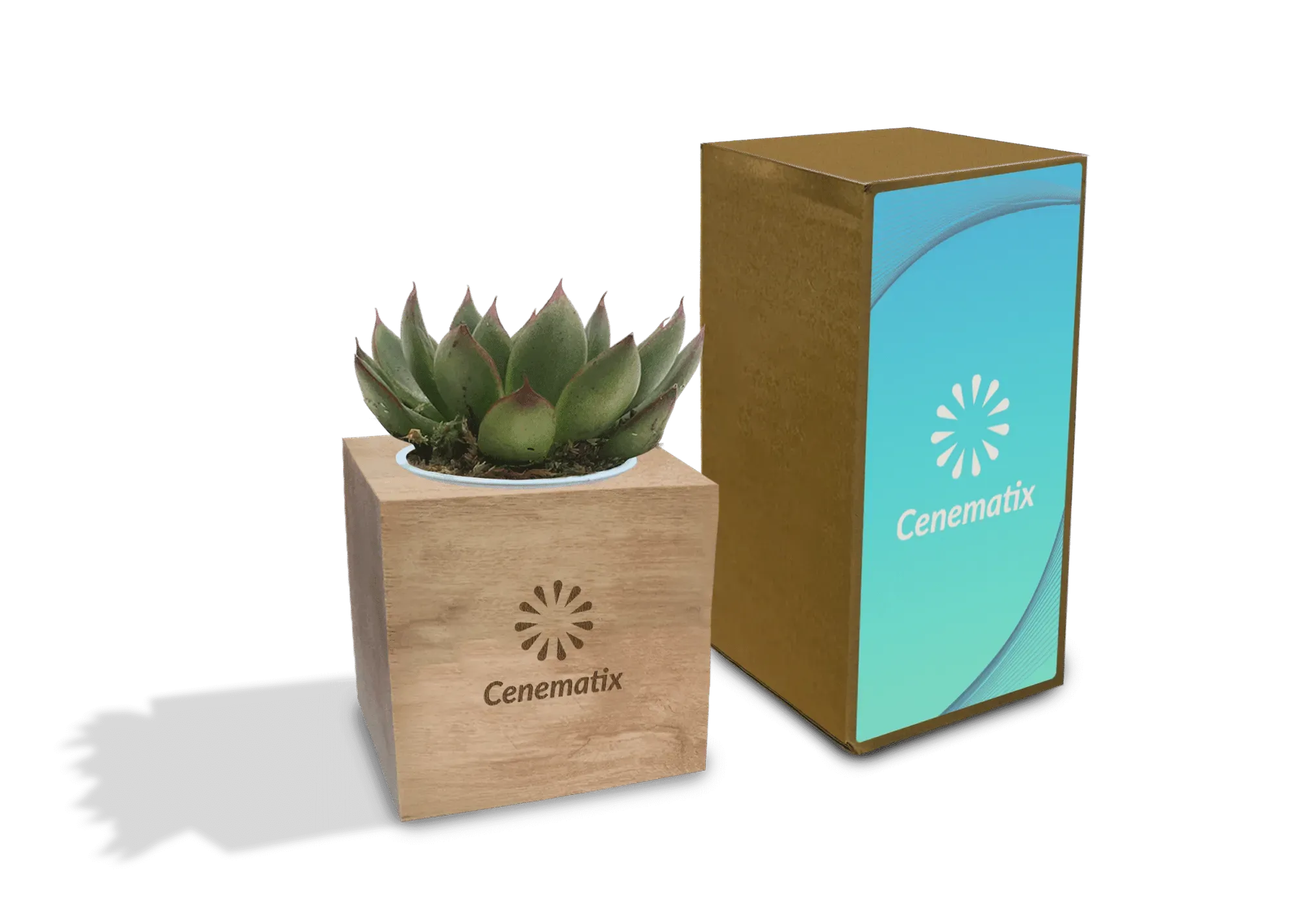 Wooden Succulent