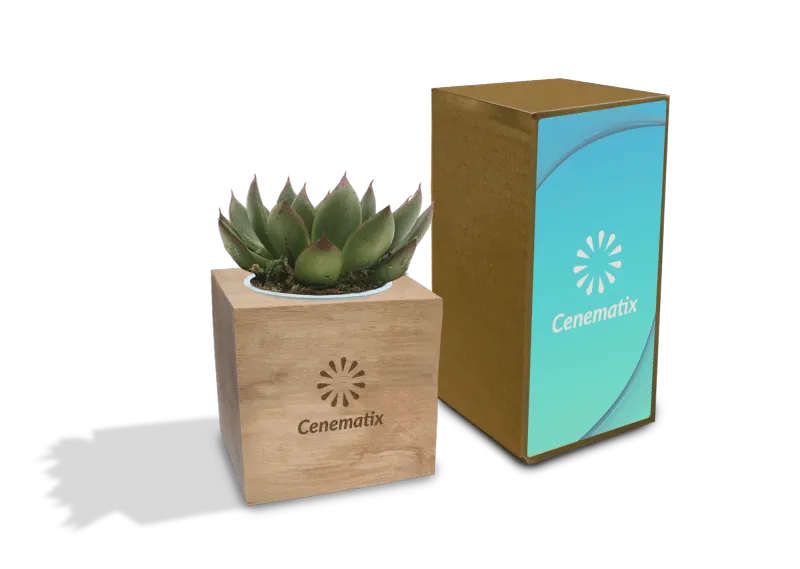 Wooden Succulent