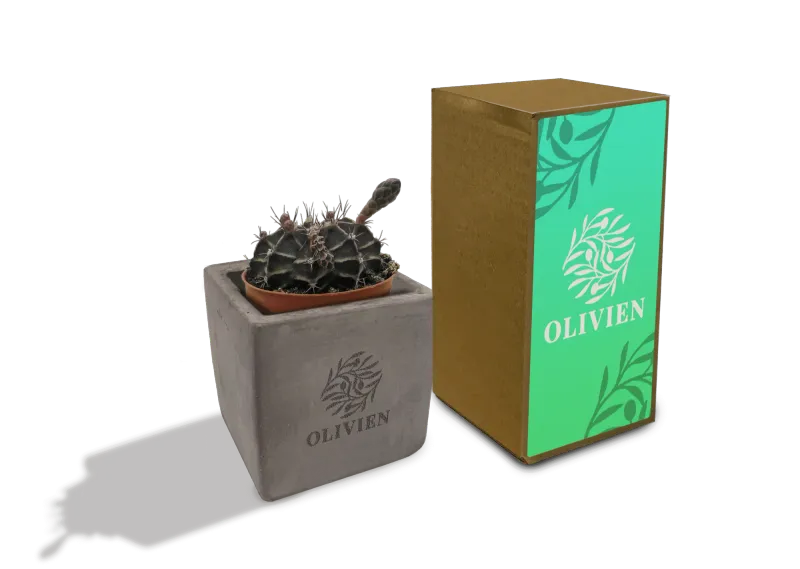 Concrete Cacti