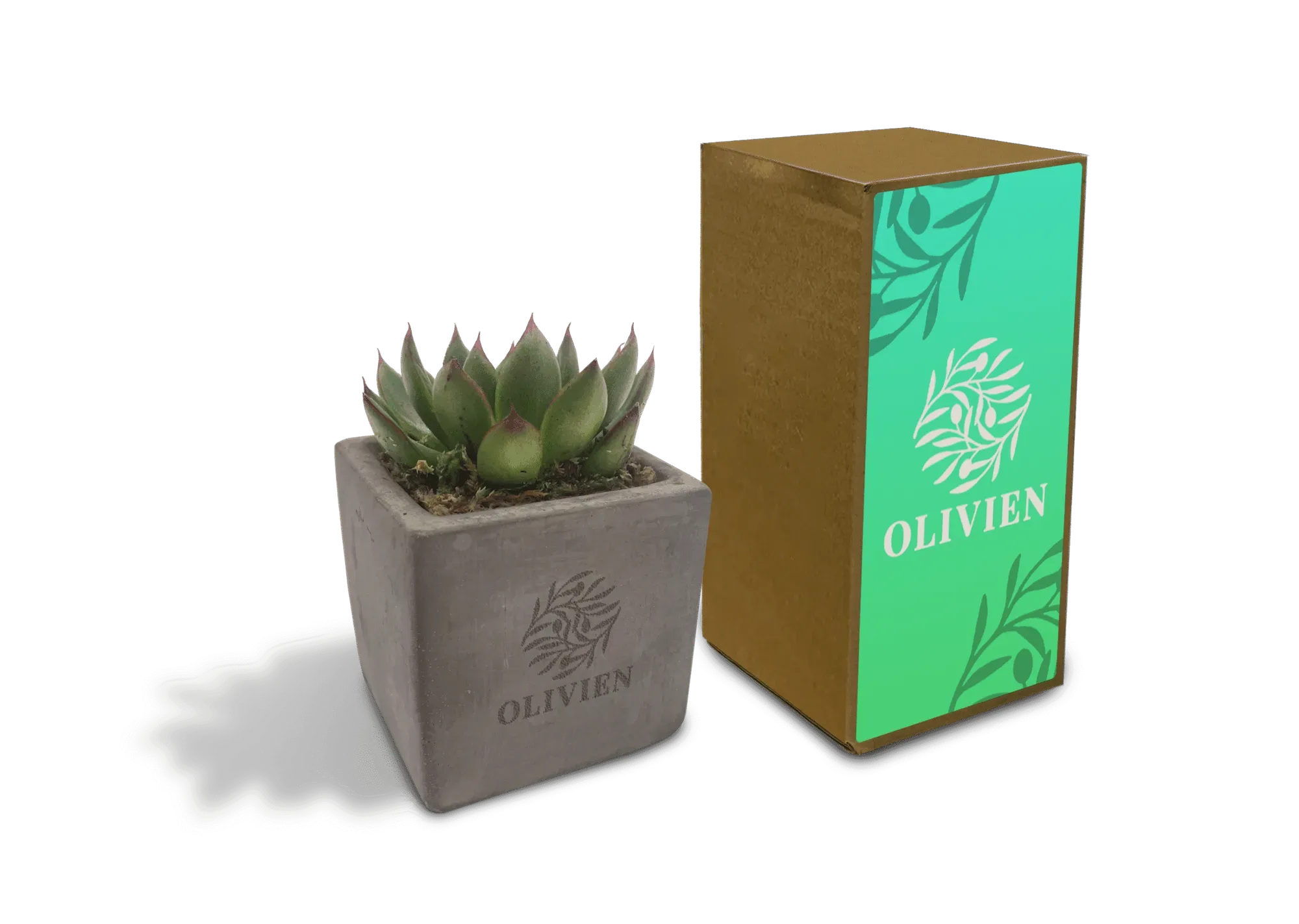 Concrete Succulent
