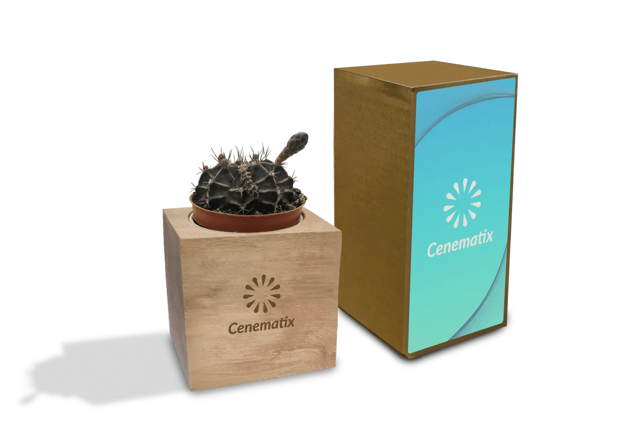 Wooden Cacti