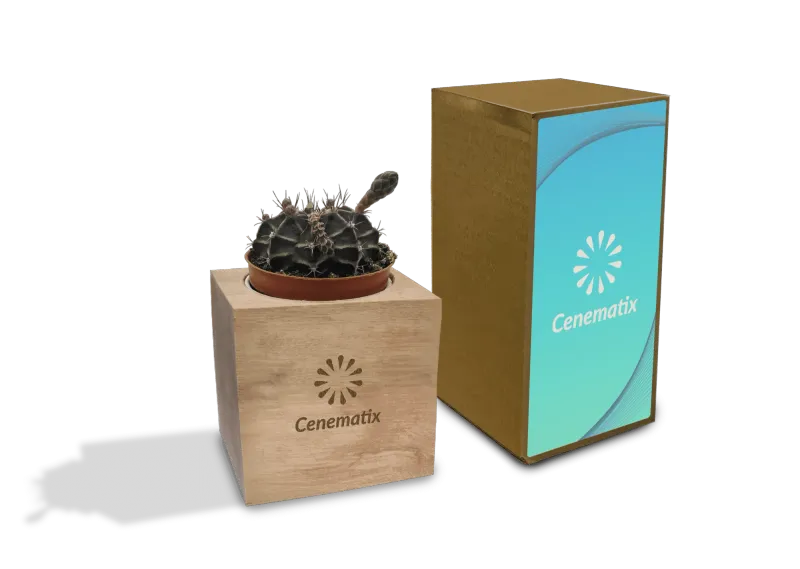 Wooden Cacti